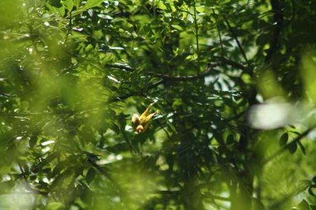 Paruline Dendroica petechia chez Tival en Guadeloupe les-animaux2-2120.JPG