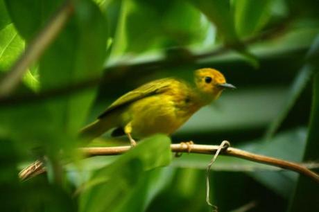 Paruline Dendroica petechia chez Tival en Guadeloupe les-animaux2-2008.JPG
