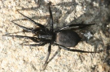 Biodiversité : une araignée inconnue en France découverte dans les Pyrénées