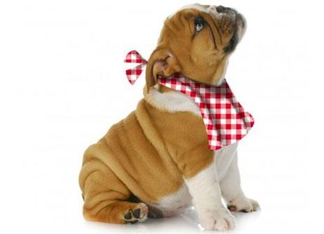 La malbouffe du chien repas pour chien