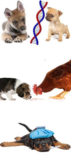 La malbouffe du chien malbouffe du chien