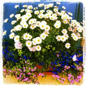 FEU DE COULEURS !!! Iphone-023.JPG