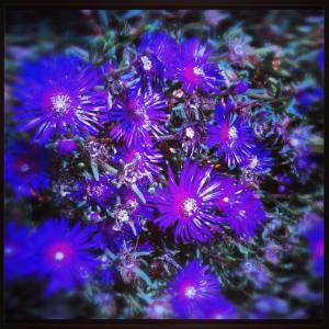 FEU DE COULEURS !!! Iphone-046.JPG