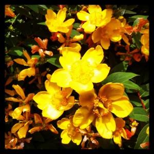 FEU DE COULEURS !!! Iphone-059.JPG