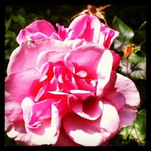 FEU DE COULEURS !!! Iphone-056.JPG