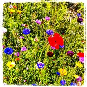 FEU DE COULEURS !!! Iphone 030