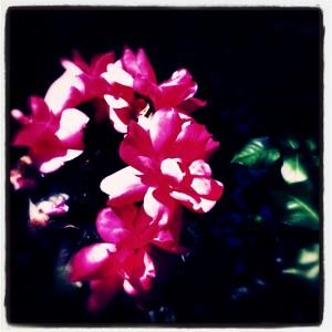 FEU DE COULEURS !!! Iphone-050.JPG