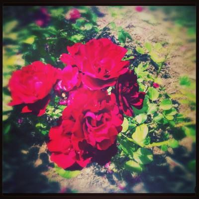 FEU DE COULEURS !!! Iphone-051.JPG