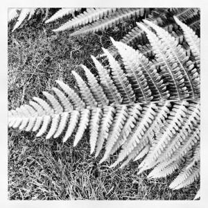 FEU DE COULEURS !!! Iphone-057.JPG