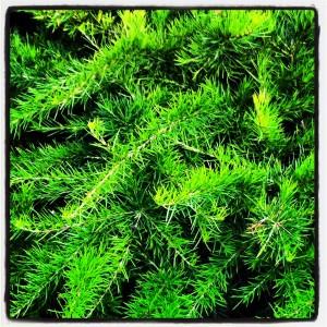 FEU DE COULEURS !!! Iphone-054.JPG