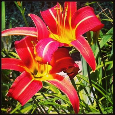 FEU DE COULEURS !!! Iphone-055.JPG