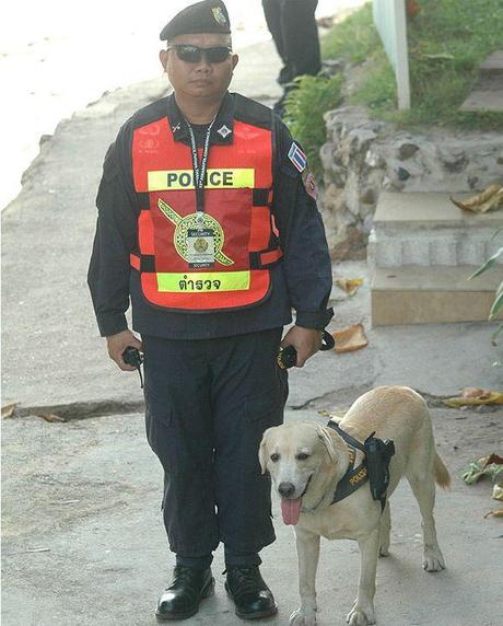 Chien policier thai armé