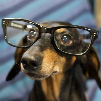 dachshund in glasses