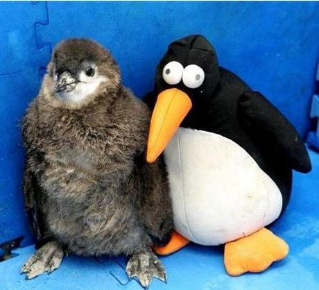 le pingouin et sa plush
