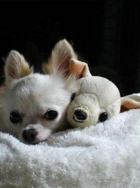 le chihuahua et sa plush