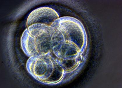Cellules embryonnaires