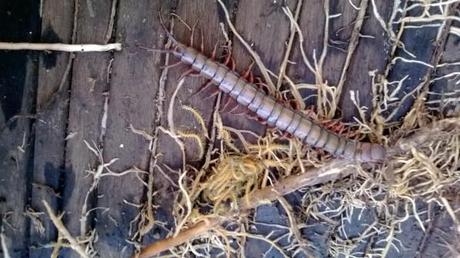 scolopendre en famille WP_20130717_007.jpg