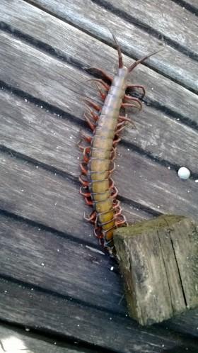 scolopendre en famille WP_20130717_004.jpg