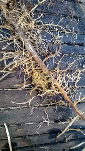 scolopendre en famille WP_20130717_006.jpg