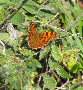 Robert le Diable papillons, insectes,