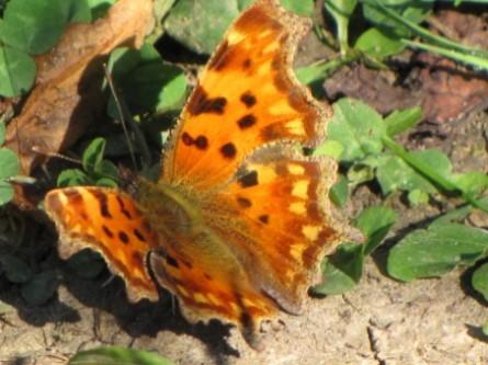 Robert le Diable papillons, insectes,