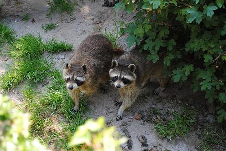 {Voyage dans le Bade-Wurtemberg} Le Wildeparadies de Tripsdrill {Voyage dans le Bade-Wurtemberg} Le Wildeparadies de Tripsdrill