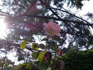 Profusion végétale profusion végétale 010