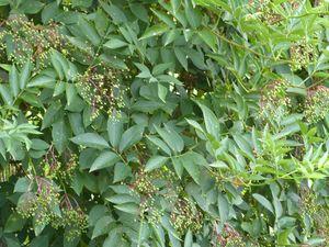 Profusion végétale profusion végétale 019