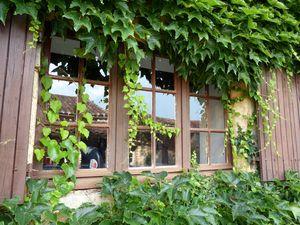 Profusion végétale profusion végétale 002