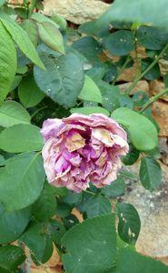 Profusion végétale profusion végétale 004