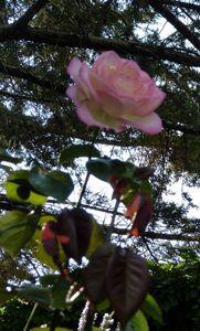 Profusion végétale profusion végétale 011