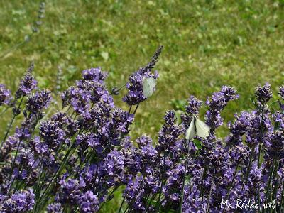 La nature en photo La nature en photo