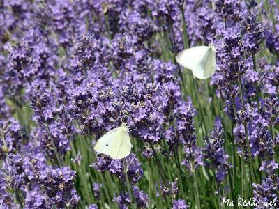 La nature en photo La nature en photo