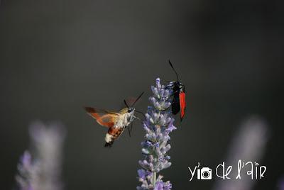 Papillonnages & photographie