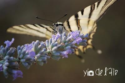 Papillonnages & photographie