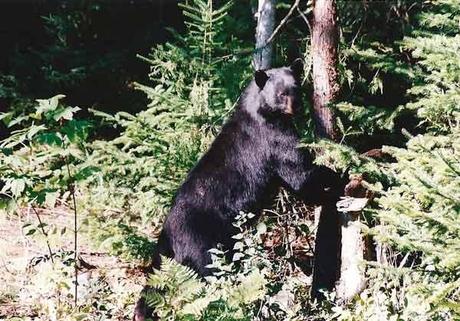 voyage-canada-photo-animaliere Voyage au Canada, photo animalière