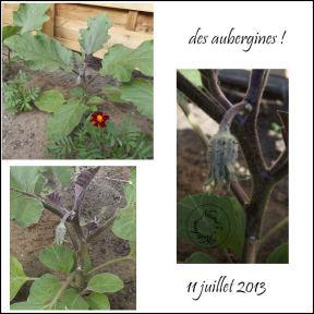 Des nouvelles de mon mini-potager …3 5.11 juillet