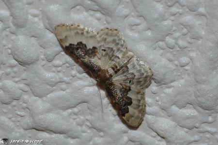 Attirés par la lumière, ces papillons entrent dans la maison... Idaea-rusticata