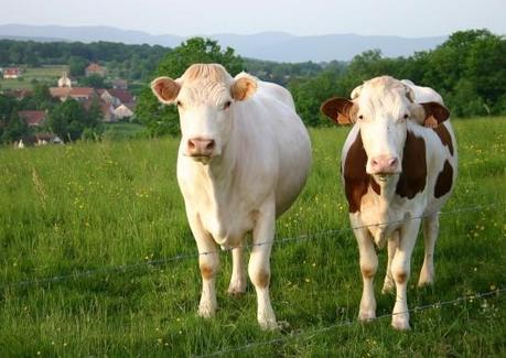 Vous avez deux vaches dans une….. Vous avez deux vaches dans une…..