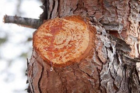 De l'utilisation des résines et des ambres * Pine_Resin