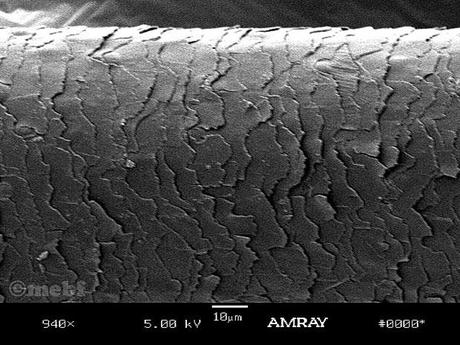 Vue au microscope d'un crin d'archet archet_microscope