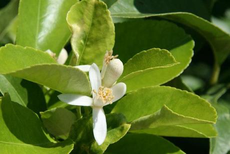 Citrus limon dulcis fleur 2 Citrus limon dulcis fleur 2