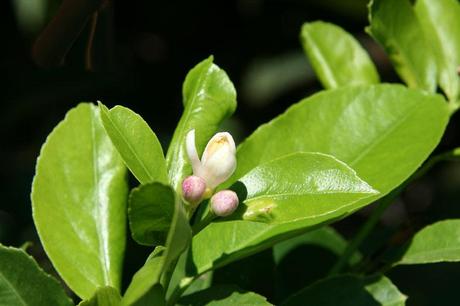 Citrus limon dulcis blossom 1 Citrus limon dulcis blossom 1