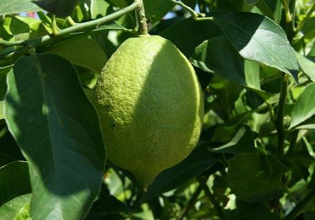 Sweet lemon 2 Sweet lemon 2