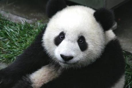 Panda-Cub-Wolong-Sichuan-China