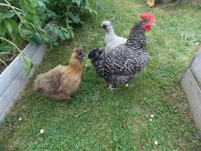 Promenade des poules au jardin