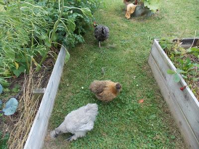Promenade des poules au jardin
