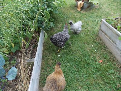 Promenade des poules au jardin