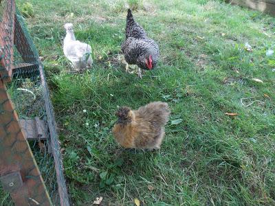 Promenade des poules au jardin