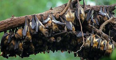 Les chauves-souris jouent un rôle capital dans les écosystèmes ch.jpeg